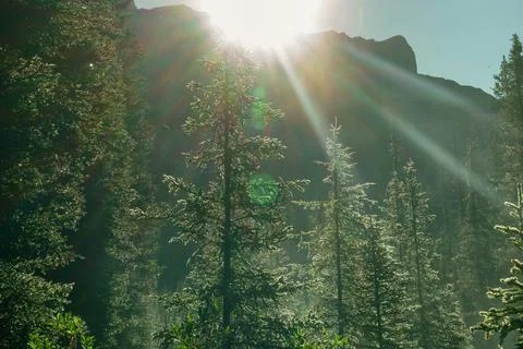 Sunlight through trees in a lush forest, creating a serene and vibrant scene. Stock Photos