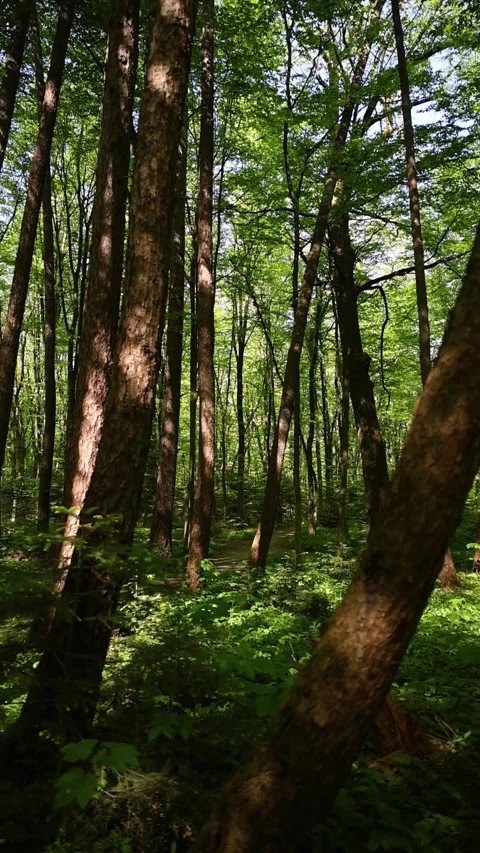 Sunlight Through Trees in Lush Green Forest During Summer Day Stock-Footage 337107907