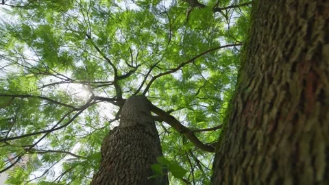 Sunlight Through Trees in a Lush Spring Forest 4K Video stock 346472215