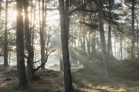 Sunlight through the trees with mist at dawn Foto stock