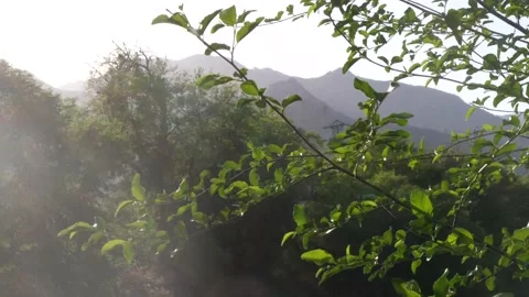 Sunlight through trees with mountains in background Stockbeeldmateriaal 153947925