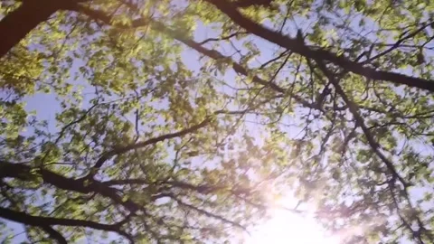 Sunlight through trees on the move, looking up to the blue sky. Stock Footage 274561511
