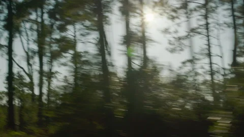 Sunlight through trees Moving 4K Stock Footage 159895903