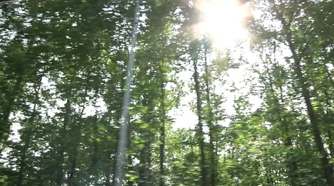 Sunlight through trees (moving shot) Video stock 32662864