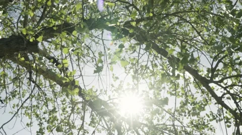 Sunlight through trees -  moving shot Stock Footage 63348701