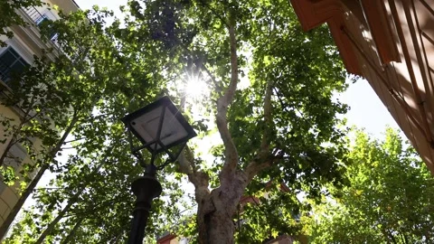 Sunlight Through Trees in Naples Vídeos de archivo 303950803