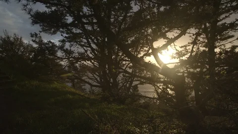 Sunlight through trees by the ocean Stock Footage 99836569