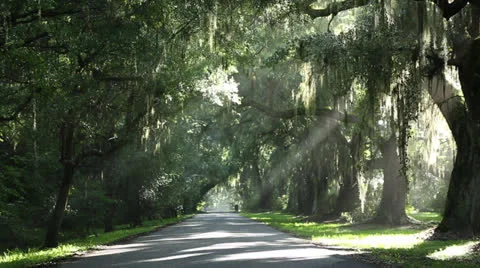 Sunlight Through Trees Over Empty Road Stock Footage 26602095