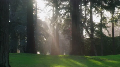 Sunlight through the trees in the Pacific Northwest Vidéo 234521749