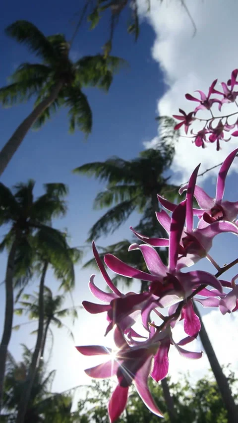 Sunlight Through the Trees, Palm Trees, and Orchids Video stock 324924955