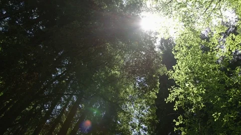 Sunlight through the Trees : Pan Stock Footage 77409705