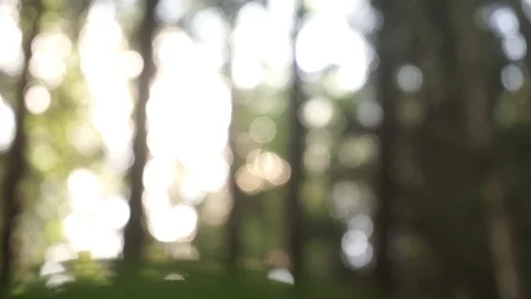 Sunlight through the trees. panning Stock Footage 101477878