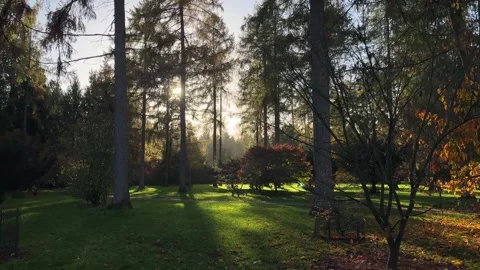 Sunlight Through Trees in Peaceful Park – Static Nature Landscape Shot Video stock 331968947