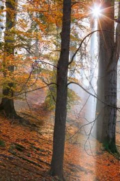 Sunlight  through the trees. Stock Photos