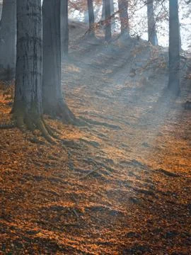 Sunlight through the trees. Stock Photos