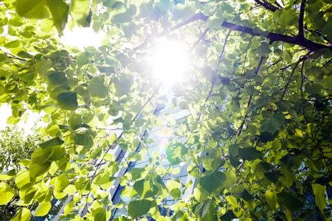 Sunlight through the trees Stock Photos