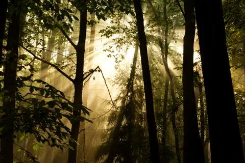 Sunlight through the trees Foto stock