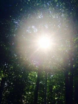 Sunlight through the trees Stock Photos