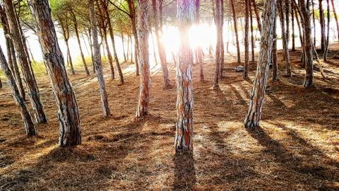 Sunlight through trees Stock Photos