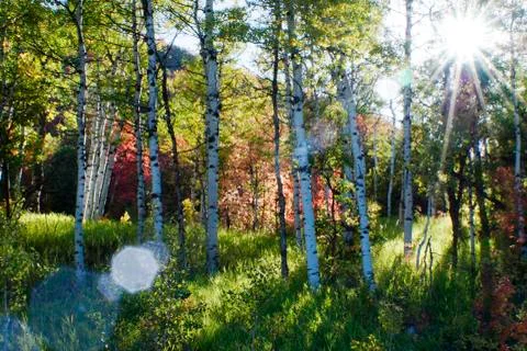 Sunlight through the trees Stock Photos