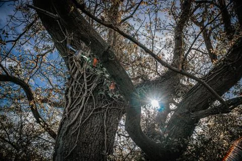 Sunlight through the trees Foto stock