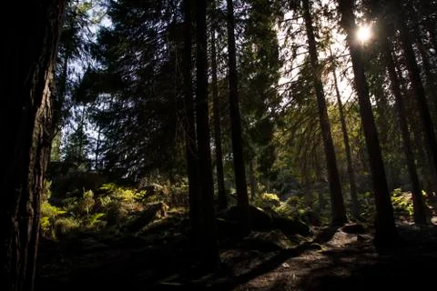 Sunlight through the trees Stock-Fotos