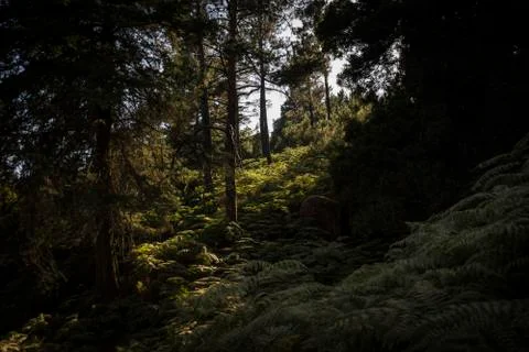 Sunlight through the trees Stockfoto's