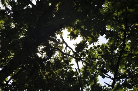 Sunlight through the trees Foto stock