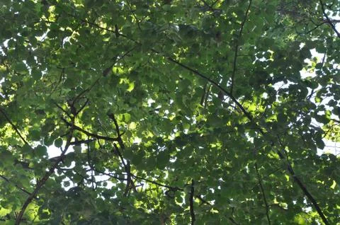 Sunlight through the trees Foto stock