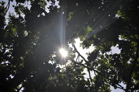 Sunlight through the trees Stock Photos