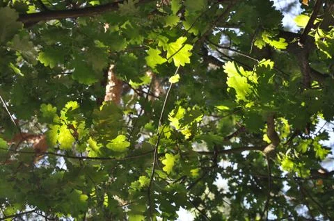 Sunlight through the trees Stock Photos