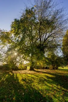 Sunlight through trees Stock Photos