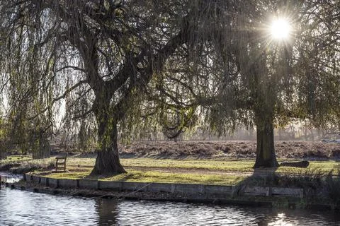 Sunlight through trees Stock Photos