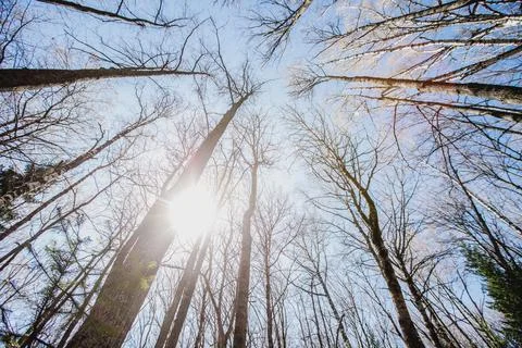 Sunlight Through The Trees Stock Photos