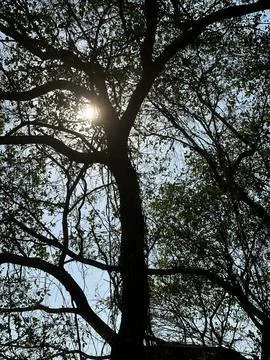 Sunlight through trees Stock Photos