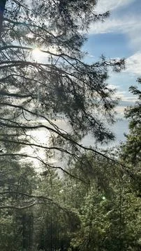 Sunlight through trees Stock Photos