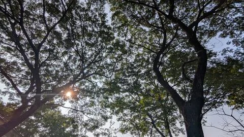 Sunlight Through the Trees Stock Photos