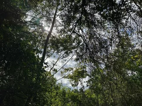 Sunlight Through the Trees Stock Photos