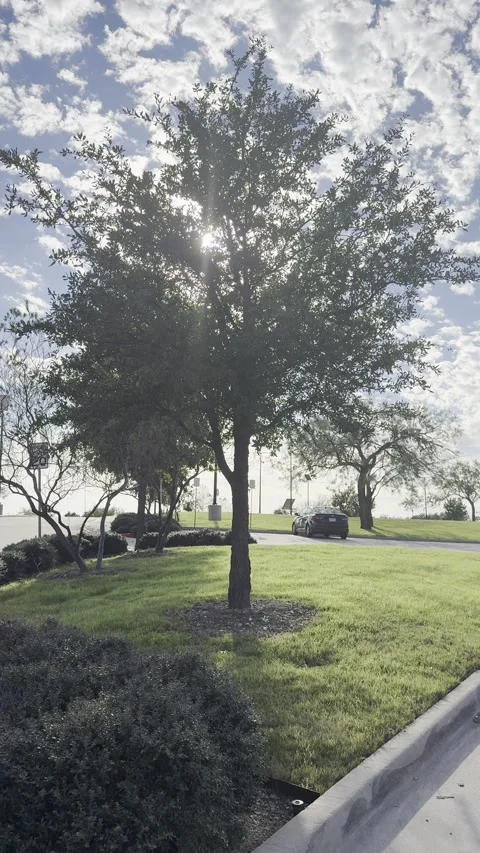 Sunlight Through Trees in Public Park With Parked Car Video stock 325391033