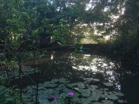 Sunlight Through The Trees, Reflecting On A Lily Pond, Vietnam Stock Photos