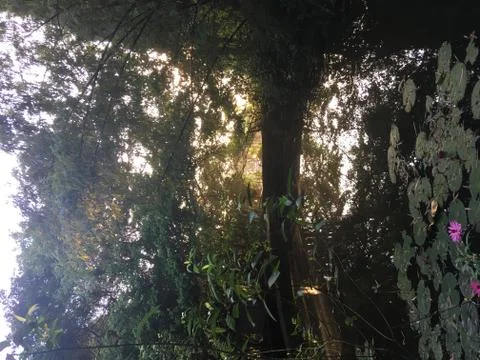Sunlight Through The Trees, Reflecting On A Lily Pond, Vietnam Stock Photos