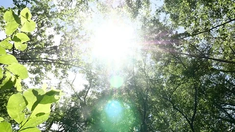 Sunlight through trees by river Stock Footage 76230698