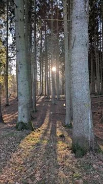 Sunlight through the trees with shadows Stock Photos