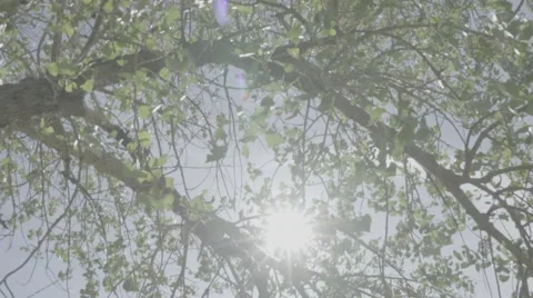 Sunlight through trees - SLog3 Ungraded Stock Footage 62765880
