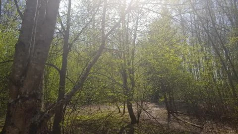 Sunlight through trees at spring Stock Photos