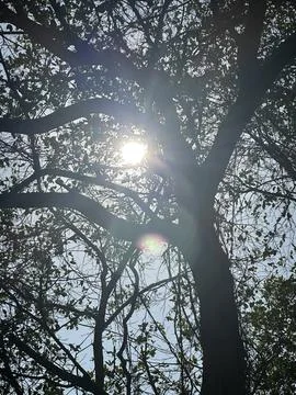 Sunlight through the trees at Sumbawa Stock Photos