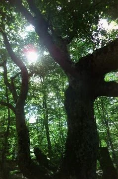 Sunlight through the trees in summer in the beech forest of Faedo de Ciñera Stock Photos