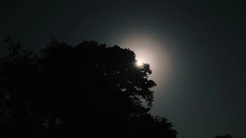 Sunlight through trees . sun rays stock image. Stock Footage 230916600
