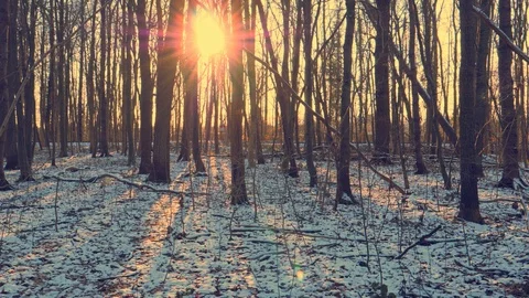 Sunlight through the trees, sunset, Trees in forest with first snow Stock Footage 119870457
