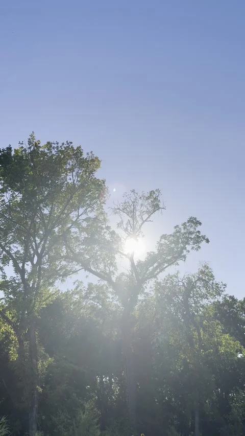 Sunlight Through Trees Under Blue Sky Vídeo Stock 346475789